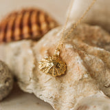 Gold Baby Limpet Shell Necklace